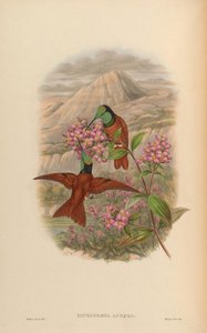 Diphlogaena aurora = Coeligena iris aurora - John Gould